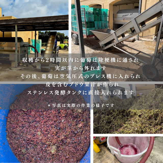 マルタワイン　地中海ワイン　赤ワイン　ワインギフト　ワインプレゼント　高級ワイン　メリディアーナワイン　マルタ島　マルタ共和国ワイン　希少な赤ワイン　ネクサス赤